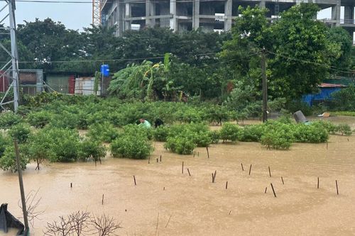 Đào Phú Thượng chìm trong 'biển nước': Mùa hoa chưa kịp nở