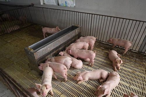'Heo chung cư' mở đường giảm giá thành, đảm bảo nguồn cung thịt
