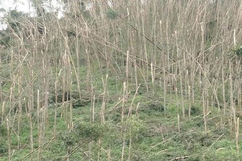 Nghệ An: Khẩn trương thu hoạch sắn, keo vớt vát sau bão số 10