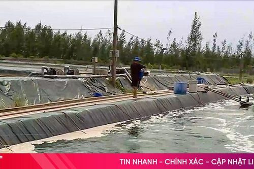 Ngành thủy sản Hà Tĩnh 'hồi sinh' sau bão lớn