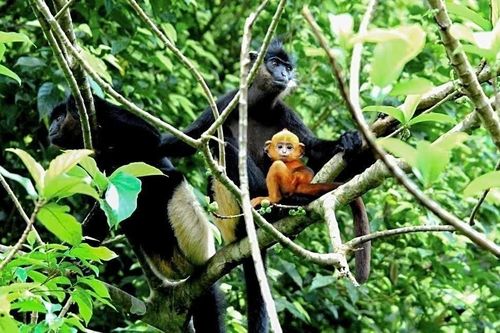 Kiến thiết không gian bảo tồn: Bộ NN-MT sẽ đi kiểm tra, báo cáo Thủ tướng