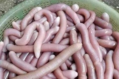 Đặc sản quý hiếm tên nghe lạ, nhìn thấy sợ nhưng chứa đựng cả tinh túy của biển