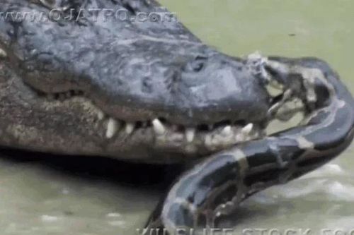 Bị trăn Miến Điện cắn mõm, cá sấu Mỹ phản đòn kinh hoàng giữa hồ nước