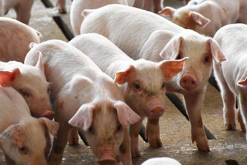 Giá heo hơi ngày 7/10/2025: Đà giảm lan rộng trên toàn quốc