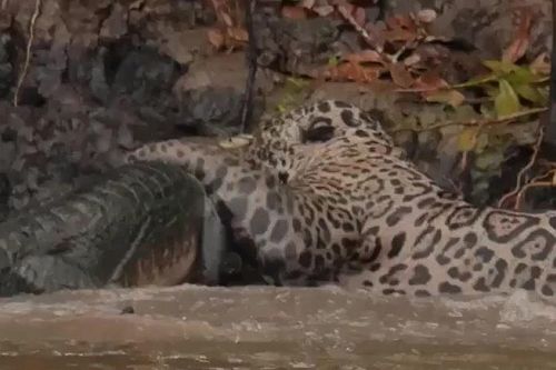 Pha săn mồi 'thần tốc': Báo đốm Nam Mỹ nhấn chìm cá sấu Caiman trong dòng nước đục