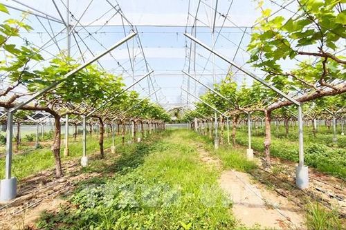 Nho Khánh Hòa 'thay áo mới' nhờ tiến bộ khoa học kỹ thuật