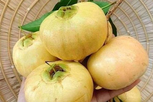 Loại quả đặc sản miền Tây dễ nhầm quả mận, khi chín thơm từ vườn ra đầu ngõ, giờ là hàng hiếm được tìm mua