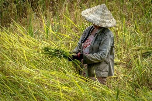 Khủng hoảng khí hậu - rủi ro an ninh lương thực và bài toán chuyển đổi của Việt Nam