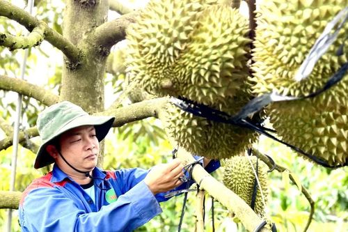 Ðịnh hình vùng nông sản chủ lực cho xuất khẩu