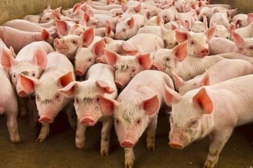 Giá heo hơi đồng loạt giảm trên cả nước, Gia Lai thấp nhất với 50.000 đồng/kg