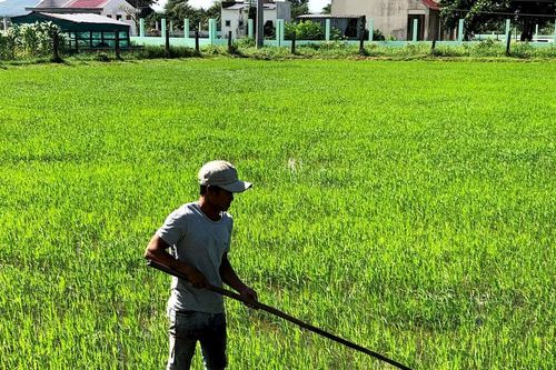 Tập trung phòng bệnh trên lúa vụ mùa