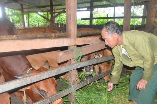 Người chăn nuôi đón cơ hội thị trường cuối năm