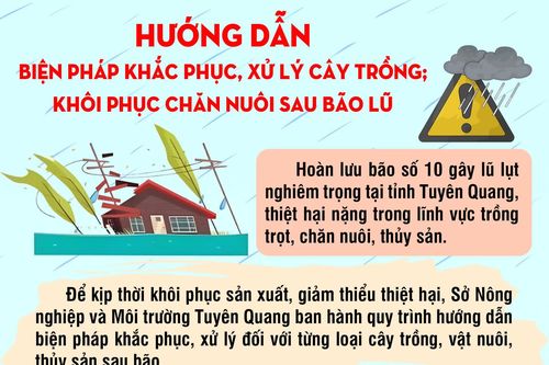 Hướng dẫn biện pháp khắc phục, xử lý cây trồng; khôi phục chăn nuôi sau bão lũ