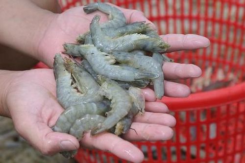 Người dân ven biển Nghệ An mong gói vay ưu đãi để ổn định sản xuất sau bão lũ