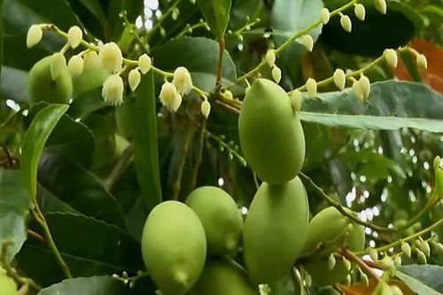 Thứ quả chua chát mùa nước nổi miền Tây, một khi đã nếm khó lòng quên