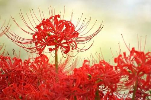 Hoa Bỉ Ngạn – ý nghĩa phong thủy và câu chuyện giữa hai bờ sinh tử