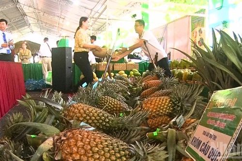 Để trái khóm Đồng bằng sông Cửu Long phát huy giá trị
