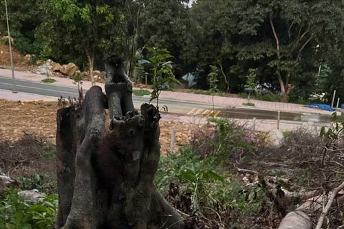 Kiểm tra rừng tự nhiên bị chặt hạ ở Côn Đảo