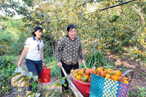 Người dân trên đảo Cô Tô làm giàu từ chăn nuôi, trồng trọt