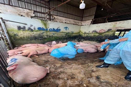 Cơ quan chức năng phát hiện 89 con heo dương tính với chất cấm