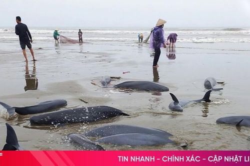 Siết chặt thực thi Đạo luật Bảo vệ động vật có vú biển