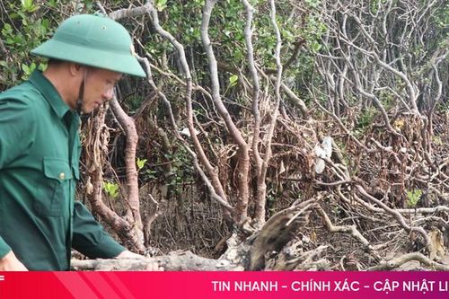 Những cánh rừng ngập mặn xác xơ sau bão lớn