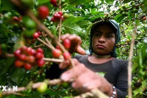 Colombia đạt sản lượng càphê cao nhất trong 33 năm