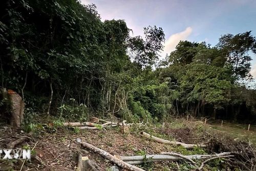 Thành phố Hồ Chí Minh: Xác minh rừng tự nhiên bị chặt hạ tại Côn Đảo