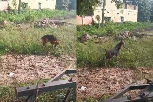 Chó becgie tử chiến rắn hổ mang trong vườn nhà và cái kết