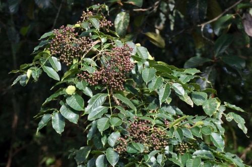 Từ lá mọc hoang đến đặc sản giá 100.000 đồng/kg - hương vị lạ khiến dân thành phố mê mẩn