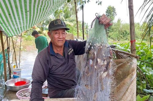 Nghề làm mắm mùa nước nổi