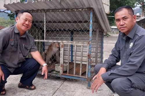 Vườn quốc gia Kon Ka Kinh cứu hộ thành công 38 cá thể động vật nguy cấp quý hiếm
