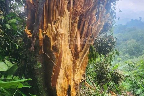 Giữ nguyên trạng cây gỗ trai bị đổ trong rừng phòng hộ Bảo Nhai