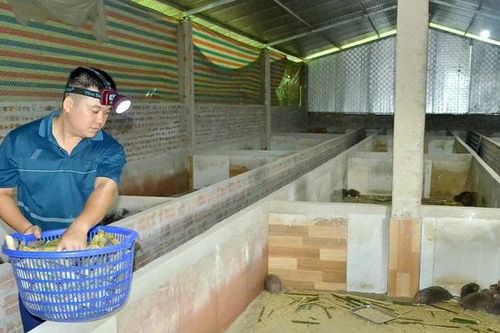 Khởi nghiệp từ nuôi dúi