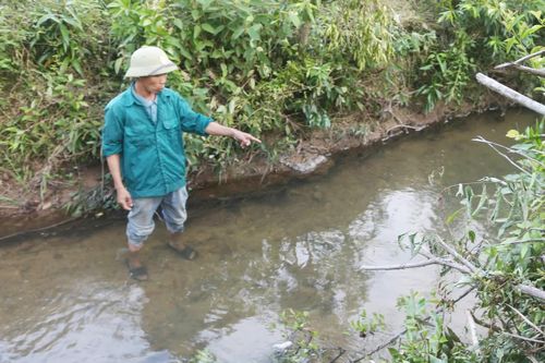 Yêu cầu một trang trại chăn nuôi lợn dừng hoạt động