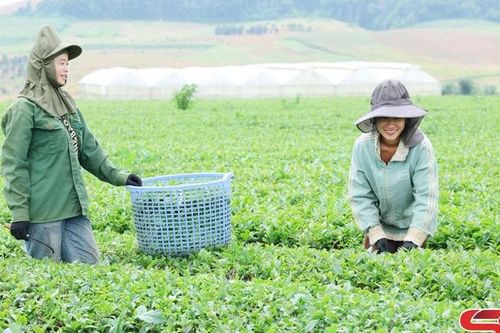Phiêng Cằm đa dạng các loại cây trồng