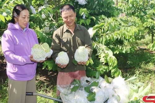 Nông dân Mai Sơn sản xuất, kinh doanh giỏi