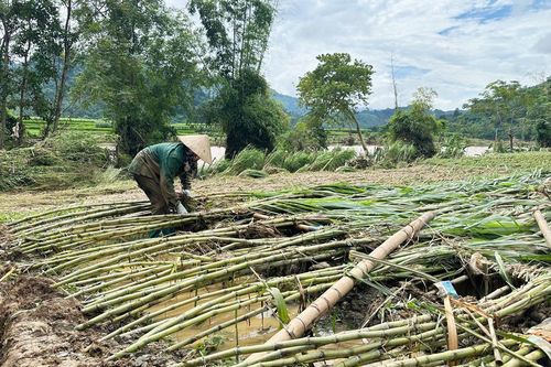 Chủ động khắc phục thiệt hại, ổn định sản xuất sau lũ