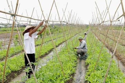 Hơn 1.200ha sản xuất VietGAP, Thường Tín tiến gần mục tiêu nông thôn mới kiểu mẫu