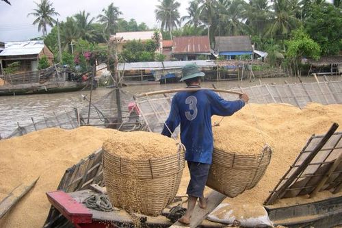 Từ phế phẩm nông nghiệp thành nguồn tài nguyên quý giá