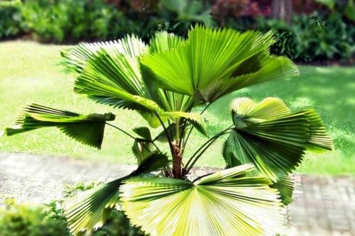 Những cây phong thủy hợp với người tuổi Mùi