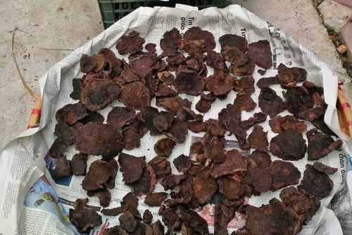 Lấy mẫu tại một bệnh viện, phát hiện vị thuốc cổ truyền Hà thủ ô đỏ vi phạm chất lượng