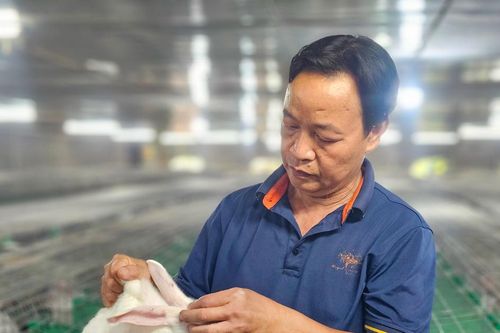 Nuôi thỏ ngoại, ông nông dân thu gần 2 tỷ đồng/năm