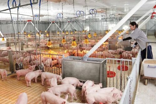 Sau sáp nhập vùng chăn nuôi, nguồn cung thực phẩm tăng nhưng nỗi lo mới lộ diện