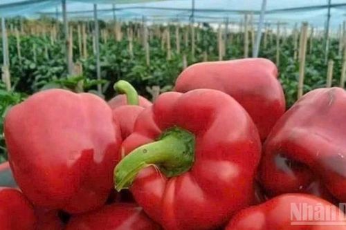 Lần đầu tiên sinh viên Việt Nam tranh biện về chống thất thoát, lãng phí thực phẩm