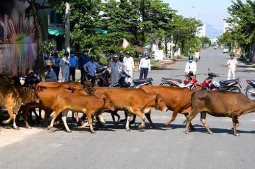 Ra quân xử lý tình trạng chăn thả rông gia súc
