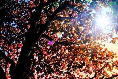 Rừng phong Nhìu Cồ San rực rỡ sắc thu, điểm hẹn mới của du khách yêu xê dịch