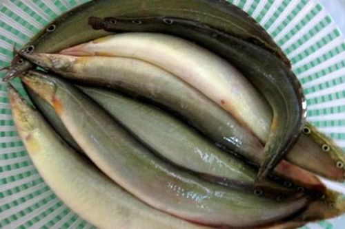 Lộc trời 'ẩn trong bùn đất' xưa nhà nghèo ăn, nay 350.000 đồng/kg