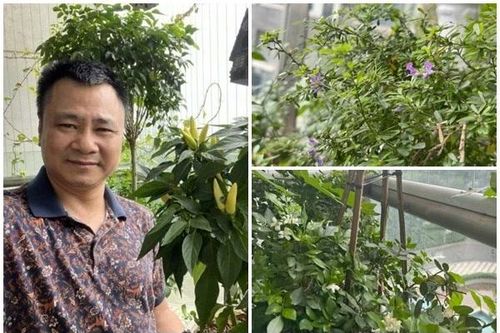 Tận thấy ban công xanh mướt trong nhà NSND Tự Long