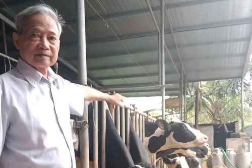 Lão nông thành tỷ phú bò sữa nhờ 'quyết định vàng'